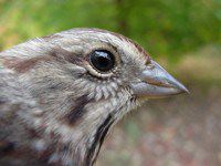 Song Sparrow