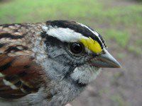 White-throated Sparrow