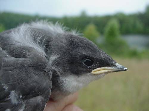 Tree Swallow nestling