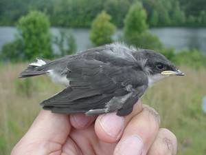 Tree Swallow nestling