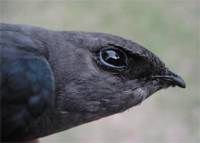 Chimney Swift (Chaetura pelagica) head