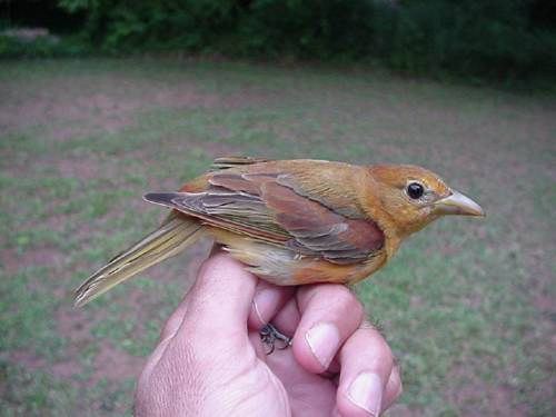 summer tanager (second-year male)