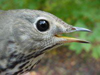 Hermit Thrush