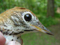 Wood Thrush