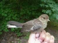 Eastern Towhee (fledgling female)