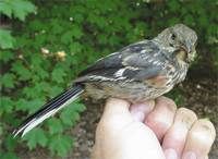 Eastern Towhee (fledgling male)