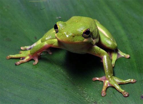 Green Treefrog, Hyla cinerea: Way Out-of-Range?