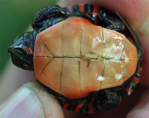 Nothing's Slower Than A Turtle: Hatchling Painted Turtles, Chrysemys picta