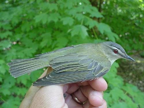 red-eyed vireo