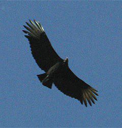 Black Vulture Demise, Coragyps atratus