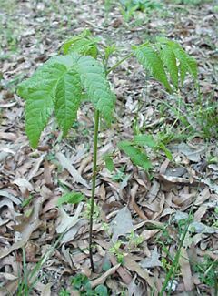 Black Walnut, Juglans nigra, seedling