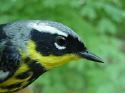 Yellow-rumped Warbler male