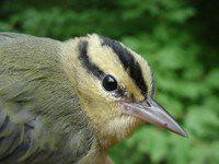 Worm-eating Warbler, Helmitheros vermivorus