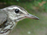 Louisiana waterthrush