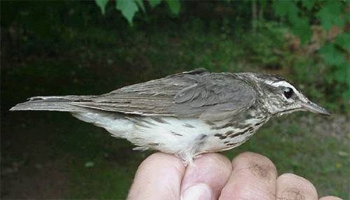 Louisiana waterthrush