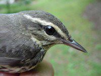 northern waterthrush