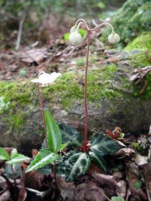 Spotted Wintergreen (Chimaphila maculata) plant