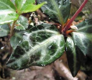 Spotted Wintergreen (Chimaphila maculata) leaf