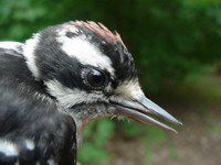 Downy Woodpecker fledgling