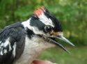 Downy Woodpecker male