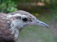 Carolina wren