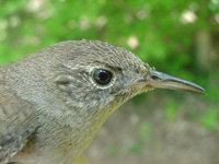 House Wren